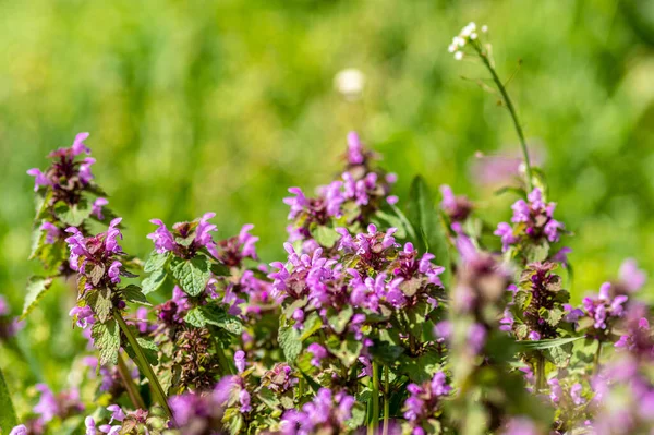 Tiro Perto Thymus Vulgaris Conhecido Como Tomilho Comum — Fotografia de Stock