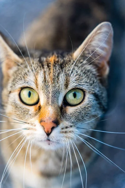 Une Attention Sélective Chat Adulte Regardant Vers Haut — Photo