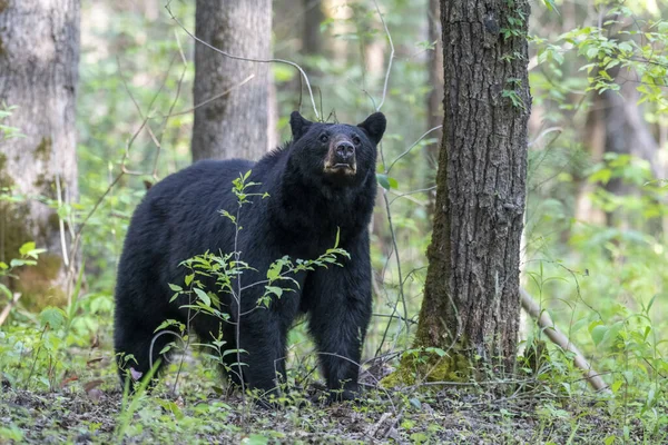 Tiro Close Urso Negro Uma Floresta Fundo Turvo — Fotografia de Stock