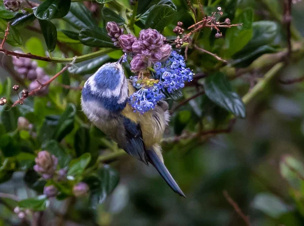 Cute Cyanistes Caeruleus Bird Blue Tit Branch Blooming Tree — Fotografia de Stock