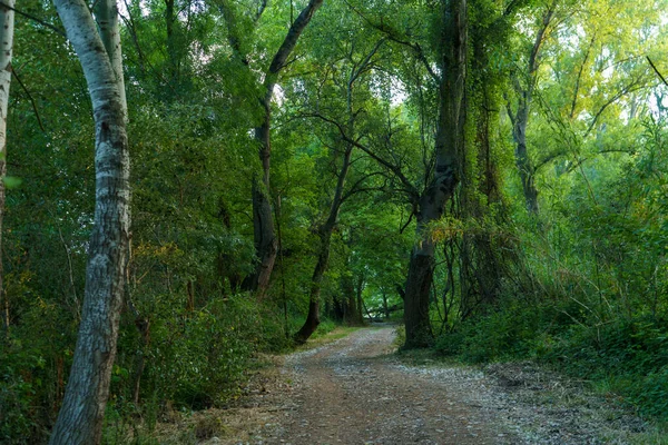 Дорога Через Лес Зелеными Деревьями — стоковое фото