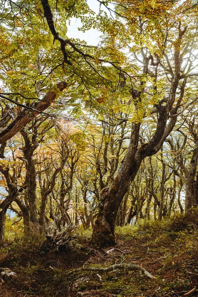Вертикальный Снимок Дикого Леса Осенью — стоковое фото