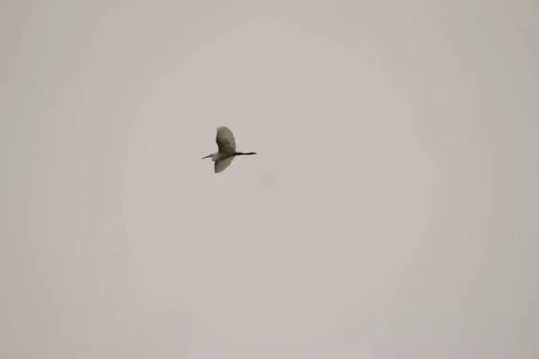 Ein Tiefflug Eines Vogels Der Hoch Den Bewölkten Himmel Fliegt — Stockfoto