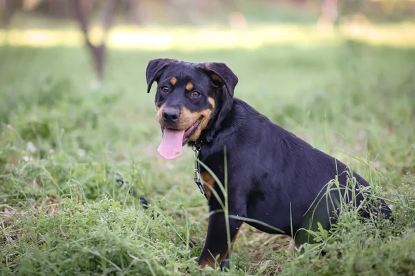 Parkta Dili Çıkmış Sevimli Siyah Bir Rottweiler — Stok fotoğraf