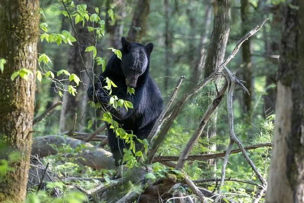 Primo Piano Orso Nero Una Foresta Uno Sfondo Sfocato — Foto Stock