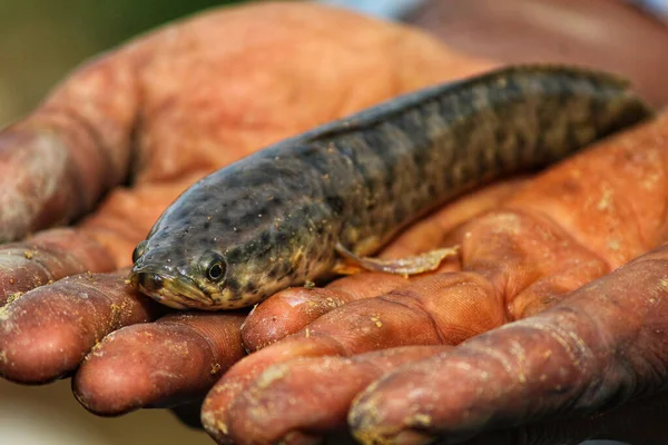 Dirty Hands Farmer Holding Snakehead Murrel Fish — Stock Photo, Image