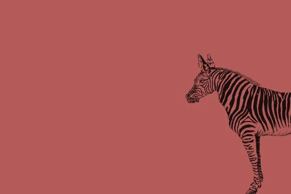 Front Body Zebra Faded Red Background — Stock Photo, Image