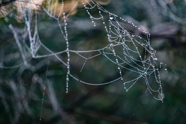 Primo Piano Foglie Con Gocce Rugiada — Foto Stock