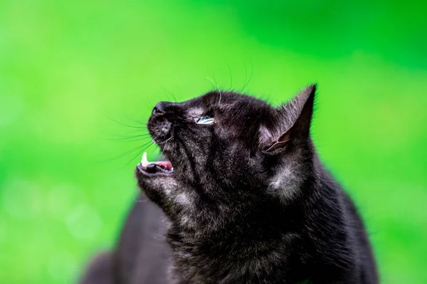 Nahaufnahme Einer Schwarzen Katze Die Sich Auf Grünem Hintergrund Umsieht — Stockfoto