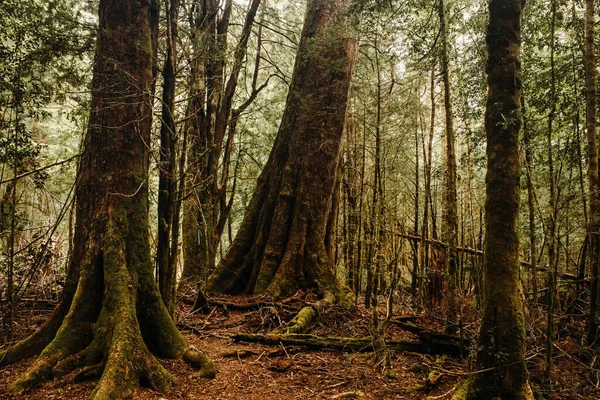 Bel Colpo Una Foresta Selvaggia Con Vecchi Alberi Alti — Foto Stock