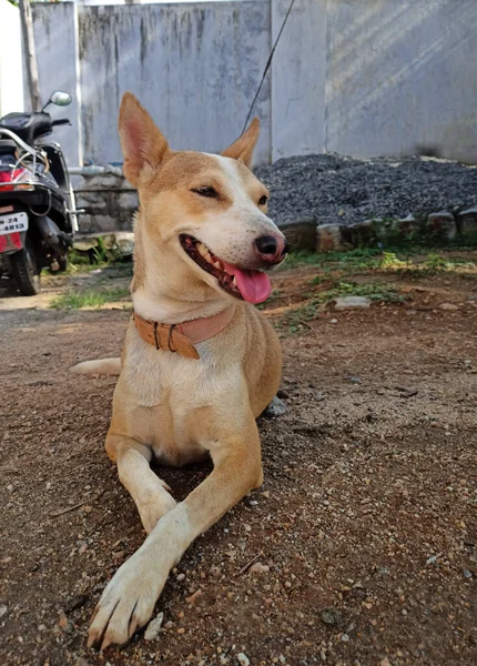 Krishnagiri India Mei 2021 Hondenzitje Gestopt Bruin Witte Gemengde Hond — Stockfoto