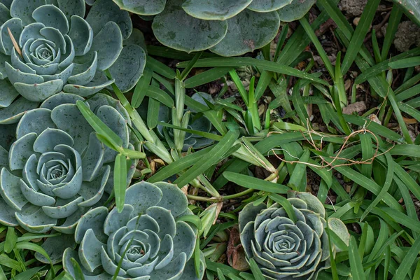 거식증 식물의 — 스톡 사진