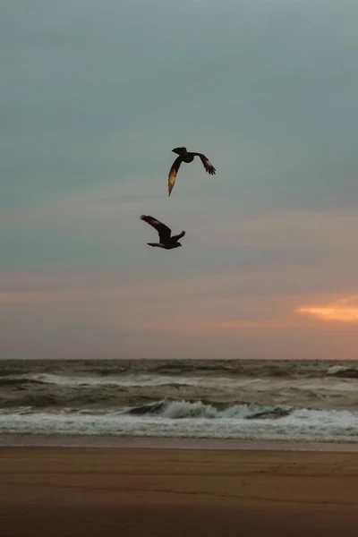Gün Batımında Kıyı Şeridinde Uçan Kuşların Dikey Görüntüsü — Stok fotoğraf
