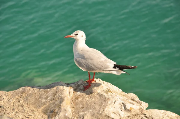 Selective Focus Seagull Perching Rocky Coast — Stock Photo, Image