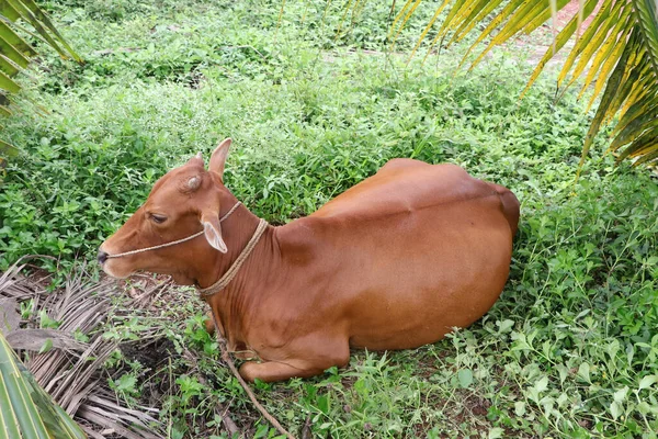 Fotografía Completa Una Vaca Morena Inocente Descansando Campo Verde Después — Foto de Stock