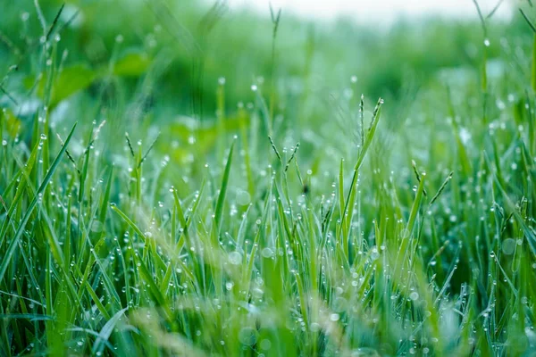 Крупный План Росы Зеленой Траве — стоковое фото