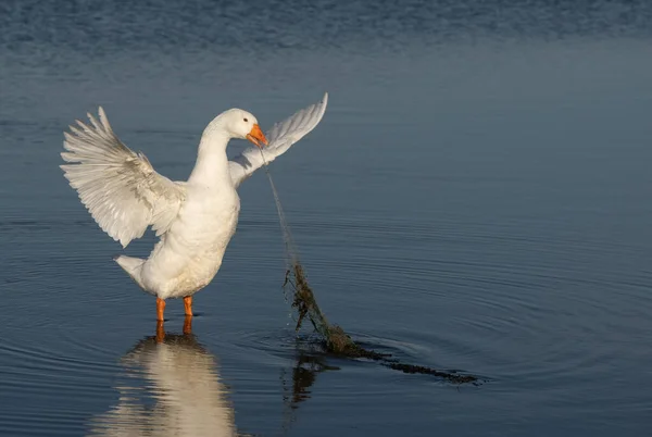 Ganso Doméstico Blanco Lago Está Enredado Una Red Pesca —  Fotos de Stock