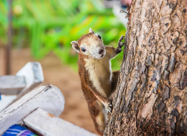 Brown Squirrel Looks Curious Interested Getting Food Ththailand Southeast Asia — стоковое фото