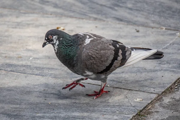 鳩のクローズアップショット — ストック写真