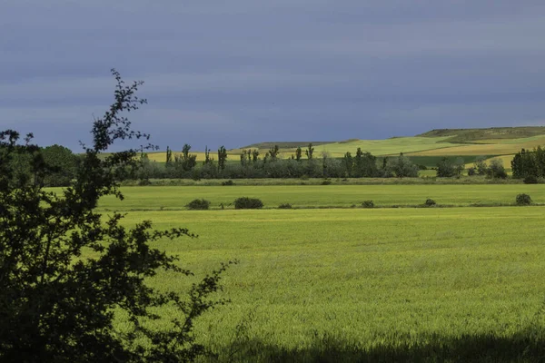 Nice Contrast Cereal Fields Nice Blue Sky Clouds — Stock Photo, Image