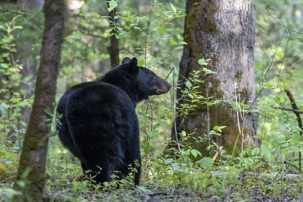 Крупный План Черного Медведя Лесу Размытом Фоне — стоковое фото