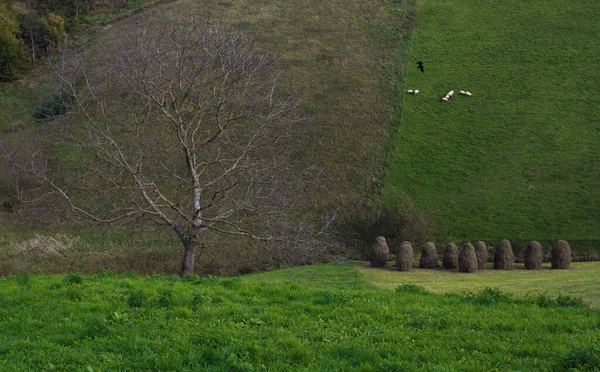 Een Groen Landschap Met Kale Bomen Hooibalen — Stockfoto