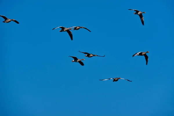 Tiro Ângulo Baixo Papagaios Vermelhos Voando Com Céu Azul Fundo — Fotografia de Stock