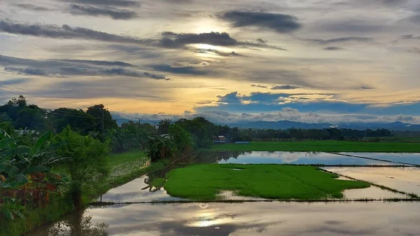 Malebný Pohled Rýžové Pole Pod Zataženou Oblohou Nueva Ecija Filipínách — Stock fotografie