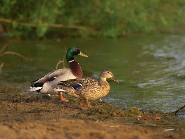 Πάπιες Mallard Και Ορνιθώνα Σταθεί Από Την Άκρη Του Νερού — Φωτογραφία Αρχείου