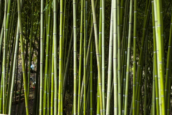トビリシ植物園の背の高い緑の竹 — ストック写真