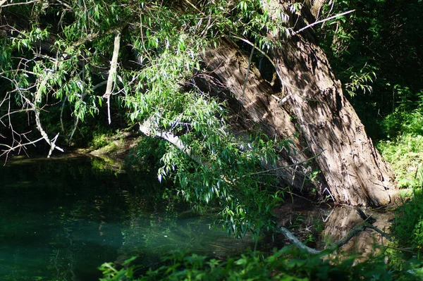 Uma Árvore Velha Superfície Água Rio — Fotografia de Stock