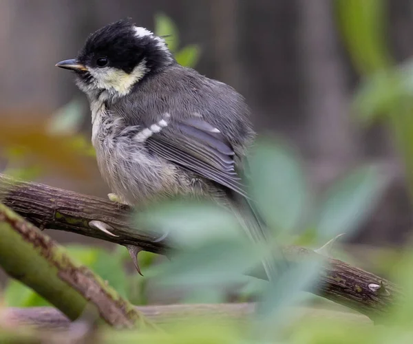 Птица Parus Ater Rufipectus Угольная Синица Ветке Дерева — стоковое фото