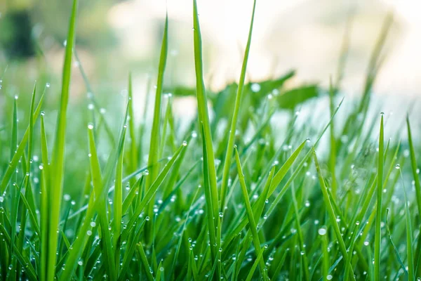 Closeup Shot Dew Green Grass — Stock Photo, Image