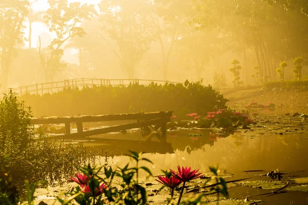 Hermoso Estanque Lily Capturado Durante Hora Dorada Bontang East Kalimantan — Foto de Stock