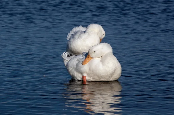 White Domestic Goose Swims Lake — Stock Photo, Image