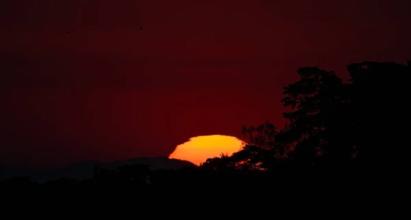 Eine Schöne Landschaft Der Untergehenden Sonne Über Einem Wald Silhouette — Stockfoto