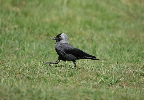 Primer Plano Una Jackdaw Caminando Sobre Hierba —  Fotos de Stock