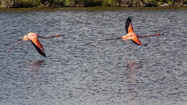 Flamingos Lake Daytime Stock Image