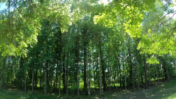 Une Vidéo Une Forêt Calme Ensoleillée Avec Vent Doux Soufflant — Video