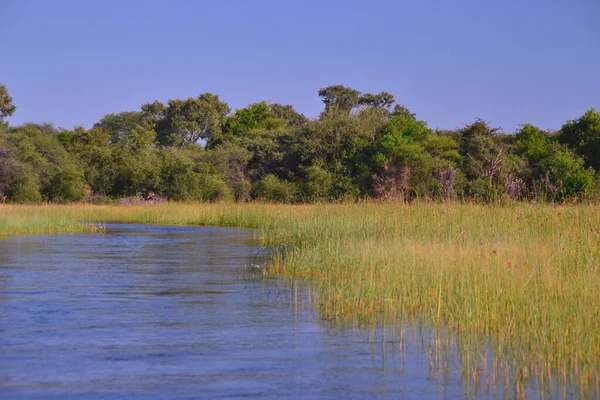 Lago Con Hierba Nenúfares Delta Del Okavango Botsuana — Foto de Stock