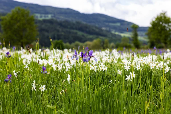 Primer Plano Iris Siberiano Flores Narcisas Floreciendo Prado — Foto de Stock