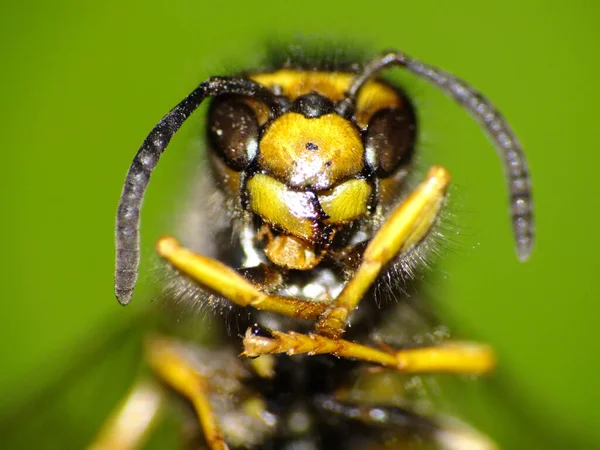 Macro Shot Wasp — Stock Photo, Image