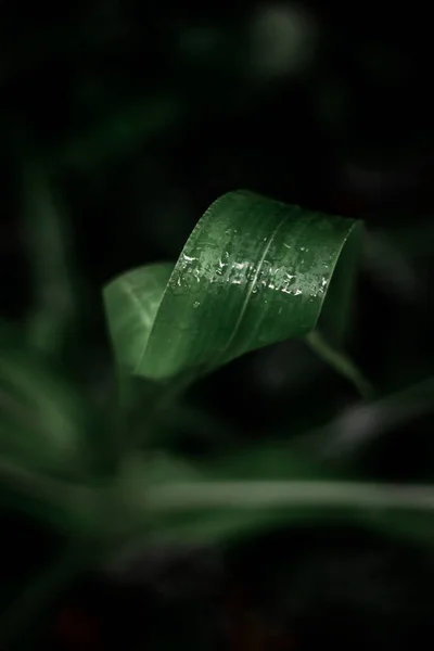Вертикальний Знімок Зеленої Рослини Краплями Води Розмитому Фоні — стокове фото