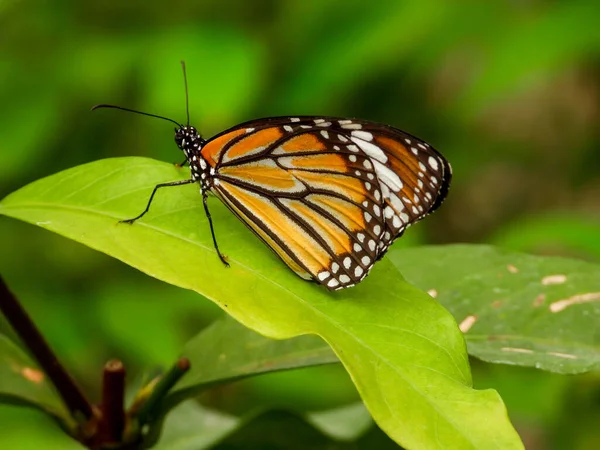 Primo Piano Una Farfalla Lepidotteri — Foto Stock