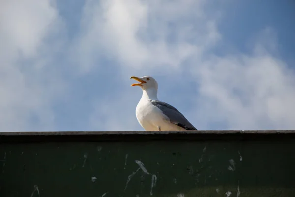 Closeup Shot Seagull Singing While Perched Roof — 스톡 사진