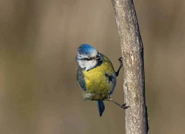 Roztomilý Kyanista Caeruleus Větvi Stromu — Stock fotografie