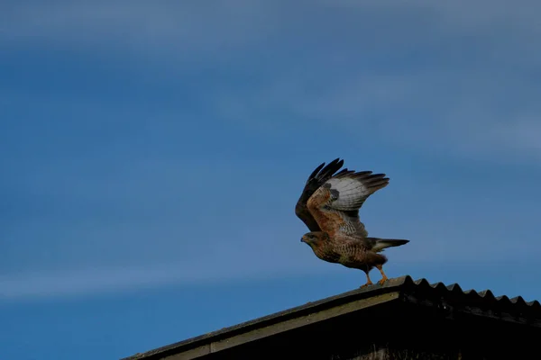 晴れた日に屋根の上に一般的なブザー着陸の低角度ショット — ストック写真