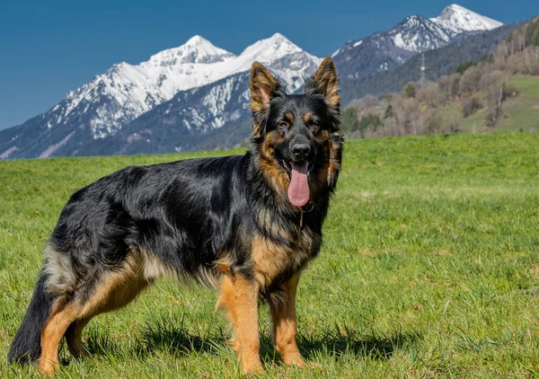 Beau Berger Allemand Posant Dans Fond Des Montagnes Enneigées Pittoresques — Photo