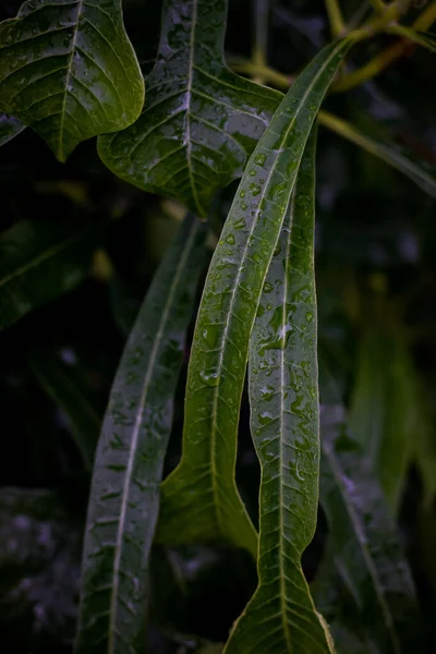 Вертикальний Знімок Зеленого Листя Рослини Краплями Води — стокове фото