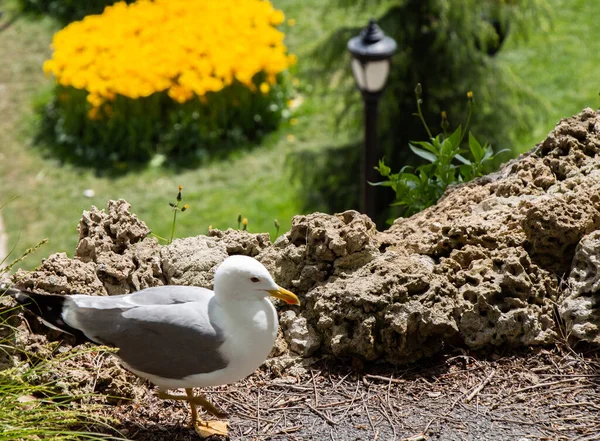 Primer Plano Una Gaviota Sobre Una Roca — Foto de Stock